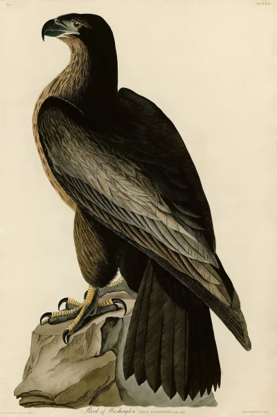 Loskamilos1 - Poniższa ilustracja wykonana przez pana Audubona to prawdziwa zagadka, ...