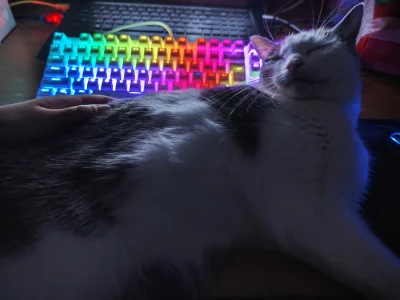 luciditygone - jak weźmiecie sobie kota ze śmietnika to nigdy nie będzie sami