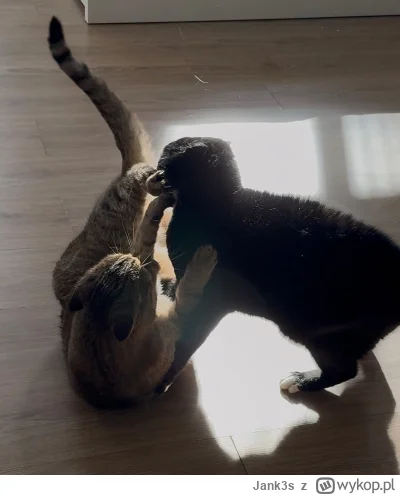 Jank3s - @Zmorka poranne gryzianko, kocica nie daje spokoju kocurowi  ( ͡° ͜ʖ ͡°)