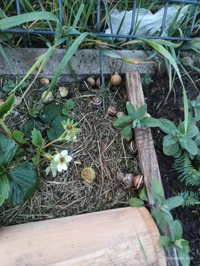 HoisinStickyRibs - Już nie mam siły, ma ktoś może jakie kaczki pożyczyć? Podtucze i o...