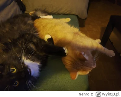 Nehro - #koty #pokazkota

Łapka i Felix (｡◕‿‿◕｡)
