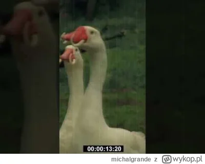 michalgrande - @CocoaGrower