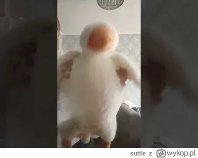 suttle - Jak jutro nie dam znaku życia. To oznacza, że przyszli po mnie. #polityka