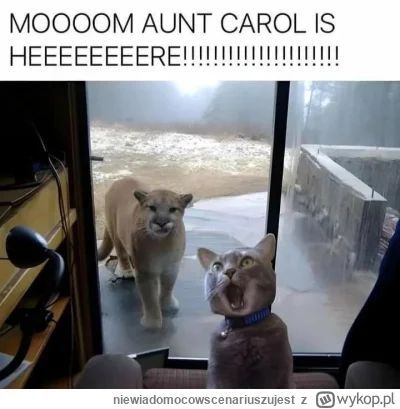 niewiadomocowscenariuszujest - #kitku