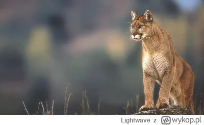 Lightwave - #nostalgia