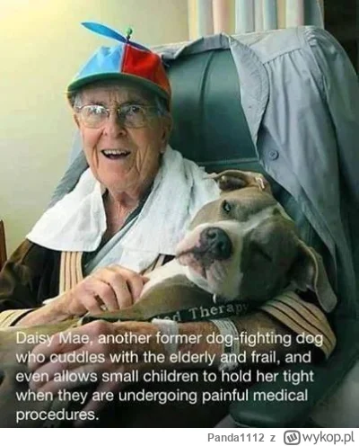 Panda1112 - Ten słodki Pitbullek był kiedyś zmuszony do walk. Teraz ma nową pracę, po...