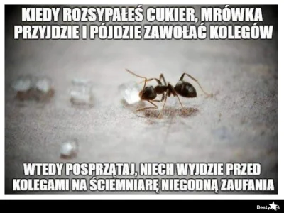 Krafti - @cielak44: chętnie przygarnę 1 ;p