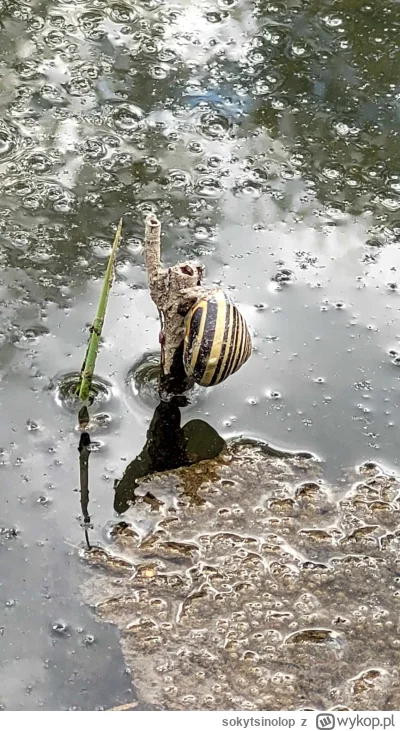 sokytsinolop - #feelsgoodman #coolstory #czujedobrzeczlowiek 
Poszedłem na spacer z p...