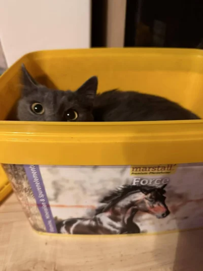 cultofluna - #koty #pokazkota #smiesznekotki

Kiedy zeżresz całe pudło witamin dla ko...