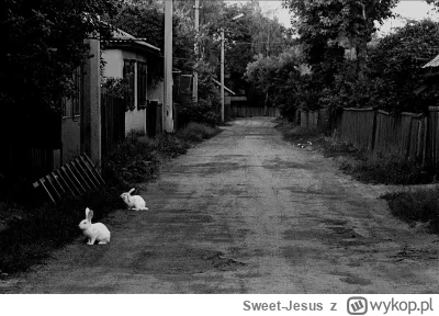 Sweet-Jesus - Przy okazji naszych wpisów często w komentarzach pojawia się temat zwie...