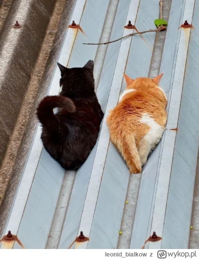 leonid_bialkow - @wfyokyga: cze dla cb