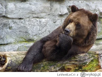 LeVentLeCri - @annlupin: