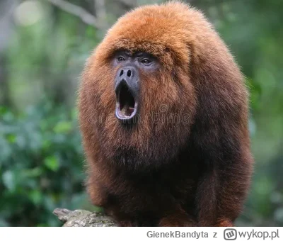 GienekBandyta - #eurowizja