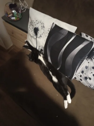 Klatwa_Borsuka - Kotek to czy wąż? Jej żywioł to zdecydowanie długość ( ͡º ͜ʖ͡º)


#k...