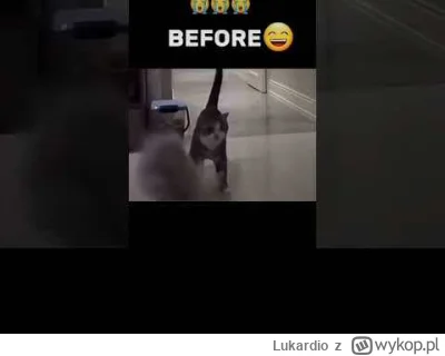 Lukardio - #kot #kitku #tangodown #smutek #koteczkizprzypadku #koty