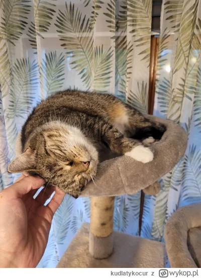 kudlatykocur - #pokazkota