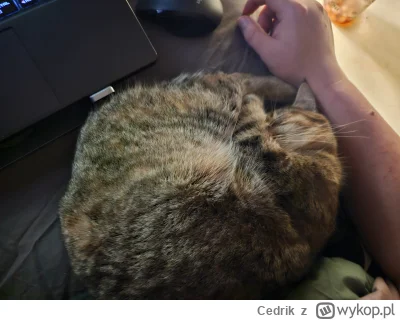 Cedrik - SMOL. 

#pokazkota