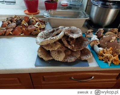 aweuk - @kureci_paratko: Cóż innego mi pozostało jak się pochwalić