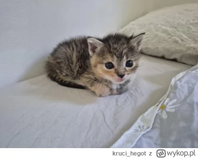 kruci_hegot - @PiersiowkaPelnaZiol: tak jest, nie wiem jak można mieć w------e na coś...