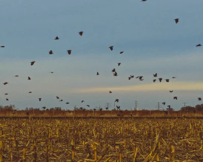 Piastan - Kruki w polu kukurydzy. #Piastan [Codzienna porcja autorskich zdjęć]
Instag...