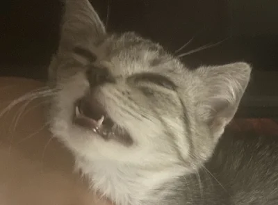 kapitannowakowskikolegamoimbyl - @SunnO: przecież to @smuteczek2000s ( ͡° ͜ʖ ͡°)