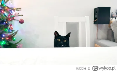 rubble - Where saszeta?
#koty #smiesznekotki