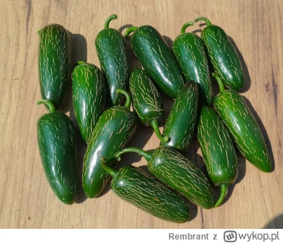 Rembrant - Dzięki, Mirki i Mirabelki za kolejny sezon uprawy ostrych papryczek
Po prz...
