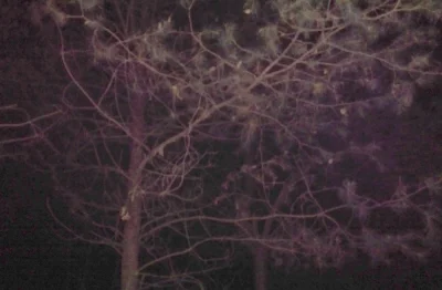 psycha - W lesie, a gdzie?