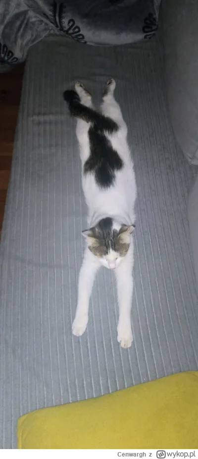 Cenwargh - Kot z ludzikiem na plecach

#pokazkota #longcat  #filemon