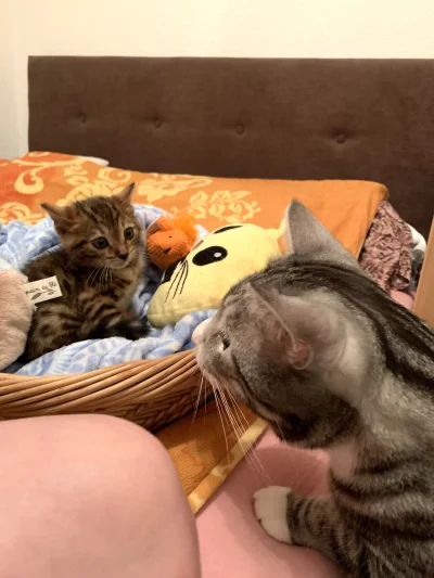 Lujdziarski - #pokazkota #dziarskikacperek Dzisiaj mija dwa lata, jak ta mała bambary...