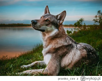 pranko_csv - Jeszcze kilka dni i znowu wiosna.... Prawda...?
#prankothewolfdog
#smies...