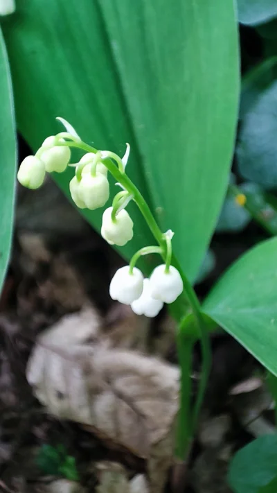 Teuvo - pienkny kwiat dla cb