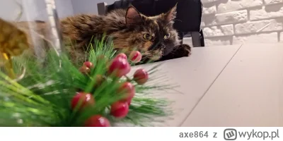 axe864 - Przed świąteczne kitku... (⌐ ͡■ ͜ʖ ͡■)
#pokazkota #koty #kitku #kot