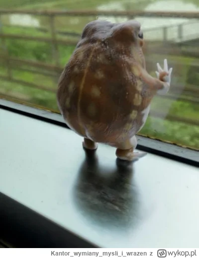 Kantorwymianymysliiwrazen - @Altru: Albo tak na coś czekasz, czegoś wypatrujesz.( ͡° ...