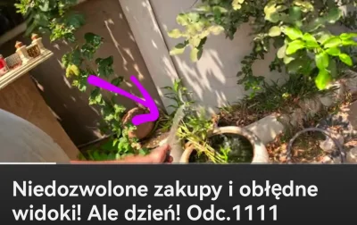 UmazanyPieprzem - #raportzpanstwasrodka #popaswieprz
GNIOT 1111
Gapcio wziął "węża" w...