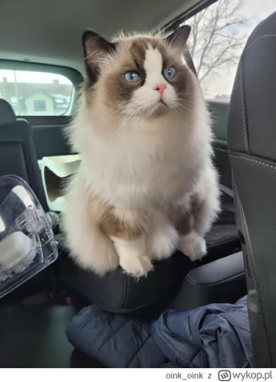 oink_oink - #pokazkota #wykopragdollclub

pozdro z podrozyyyy