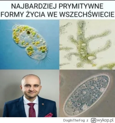 DogInTheFog - @Koziom