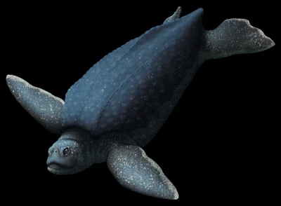 Loskamilos1 - Dzisiaj będzie gigażółwiu. Alienochelys to spory żółwik morski żyjący j...