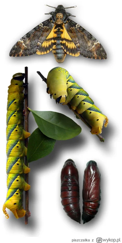 piszczalka - @Anhed:Zmierzchnica trupia główka. Wychowaj jak swoje ;)