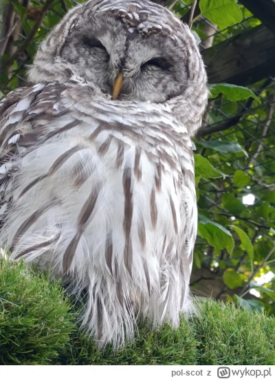 pol-scot - Scottish Owl Center 
#zwierzaczki #ptaki #szkocja #sowysazajebiste