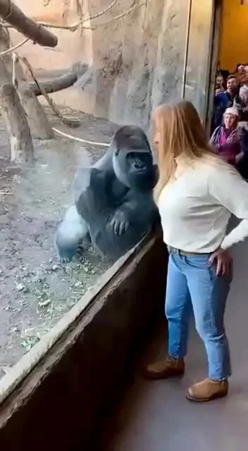 cheeseandonion - #gownowpis #zzt