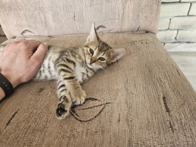 zgorzknialy_manlet - Chuop frena poznał (szkoda że tylko na chwilę)

#przegyw  i troc...