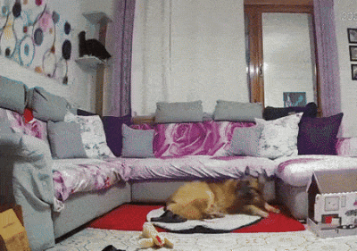 wfyokyga - Biedny piesiu, se nie pocziluje bo guptoki rozrabiają