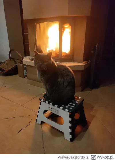 PrawieJakBordo - Zimno cos dziś ( ͡º ͜ʖ͡º)
#przypalonykot