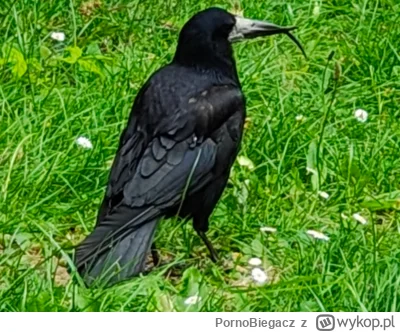 PornoBiegacz - @Lenalee też dobrego krzywodzioba ustrzeliłem :)