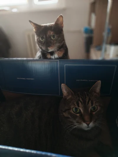 Kotouak - #gangkociakow #pokazkota 
Gruby, posun się, ja też chcę do pudełka