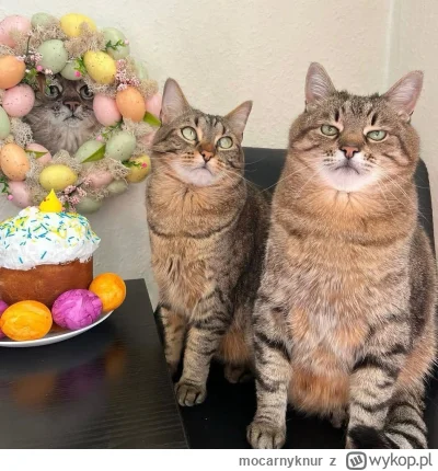 mocarnyknur - #koty #kitku #pokazkota #codziennystepan

Chciałbym żeby ktoś patrzył n...