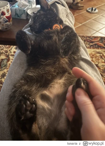 lunaria - #koty #pokazkota masaż stupek (⌐ ͡■ ͜ʖ ͡■)