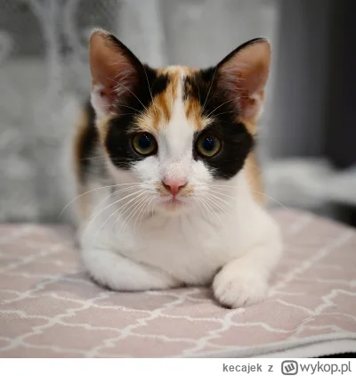 kecajek - Oraz adoptowana ze schroniska w sierpniu kotka Tosia. Oba kocham bardzo
