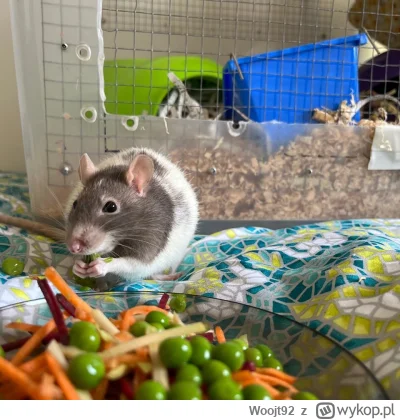 Woojt92 - Szczur ostatnio ma jedzenia od groma. Pasie się ten nasz psotny gryzoń. Pan...